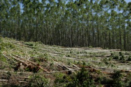 a-forest-filled-with-lots-of-cut-down-trees.jpg a forest filled with lots of cut down trees